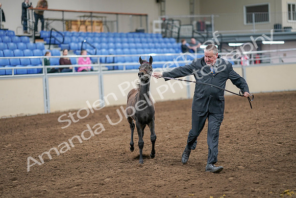 2020 - AB Morgan Horse - Sat, Sept 05 - 00661