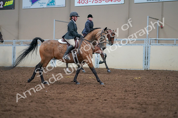 2019 Morgan Horse Show - Aug 30, 2019 - 21061