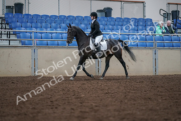 2019 Morgan Horse Show - Aug 30, 2019 - 18296