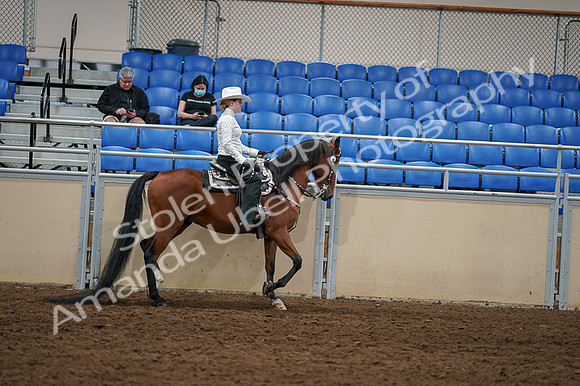 2020 - AB Morgan Horse - Fri, Sept 04 - 03528