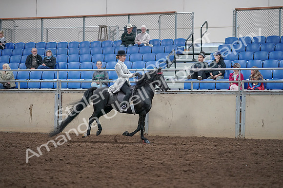 2019 Morgan Horse Show - Aug 31, 2019 - 09665