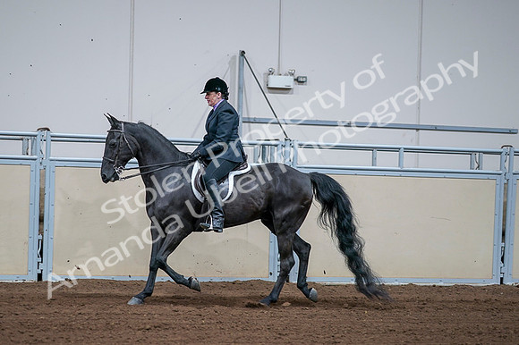 2020 - AB Morgan Horse - Fri, Sept 04 - 01579