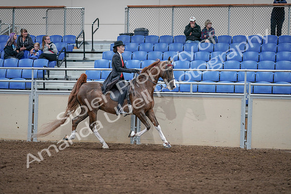 2020 - AB Morgan Horse - Fri, Sept 04 - 09877
