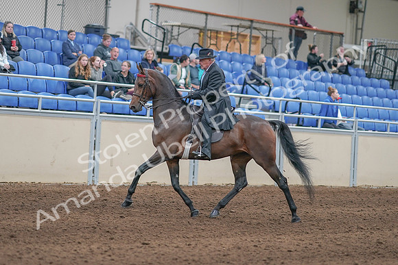 2020 - AB Morgan Horse - Sun, Sept 06 - 00296