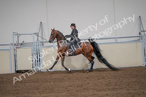 2020 - AB Morgan Horse - Fri, Sept 04 - 09664