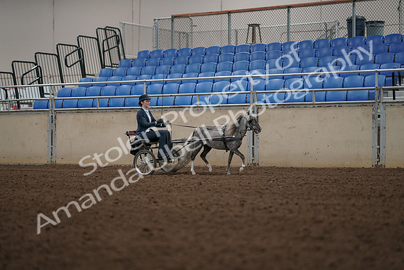 2019 Morgan Horse Show - Aug 31, 2019 - 04493