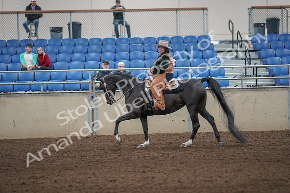 2019 Morgan Horse Show - Aug 31, 2019 - 06083