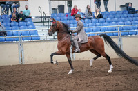 2019 Morgan Horse Show - Aug 31, 2019 - 21968
