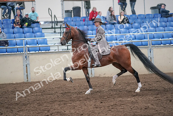 2019 Morgan Horse Show - Aug 31, 2019 - 21968