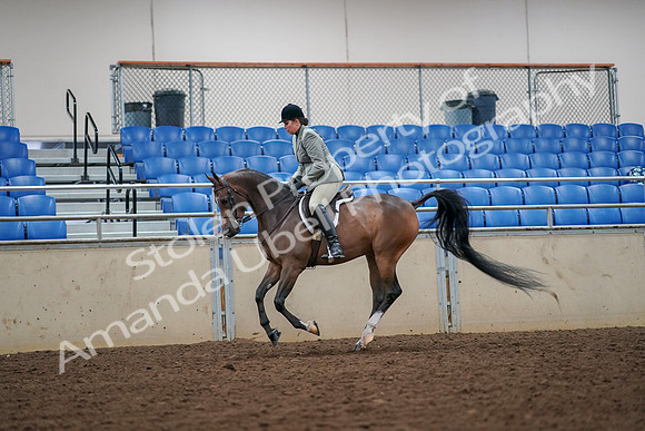 2019 Morgan Horse Show - Aug 30, 2019 - 17466
