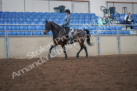 2019 Morgan Horse Show - Aug 30, 2019 - 18314