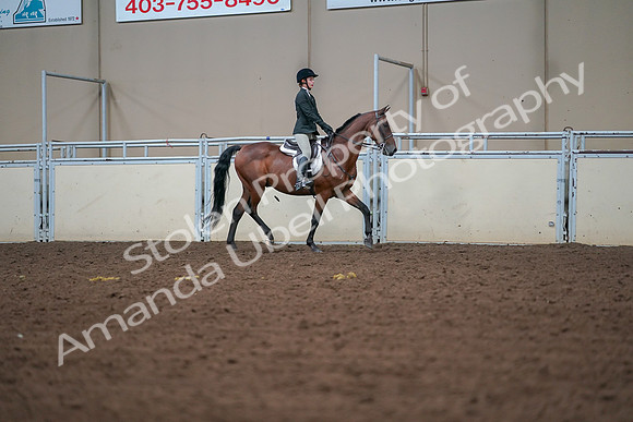 2019 Morgan Horse Show - Aug 30, 2019 - 20841