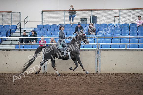 2019 Morgan Horse Show - Aug 31, 2019 - 09648