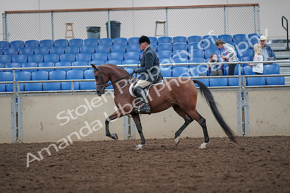 2019 Morgan Horse Show - Aug 31, 2019 - 14965