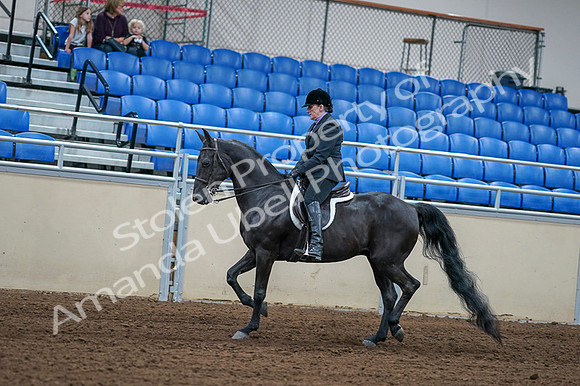 2020 - AB Morgan Horse - Fri, Sept 04 - 01533