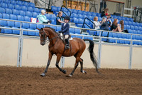 2020 - AB Morgan Horse - Fri, Sept 04 - 04470