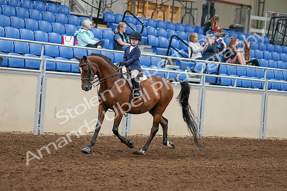 2020 - AB Morgan Horse - Fri, Sept 04 - 04470