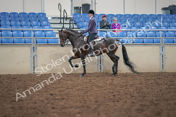2019 Morgan Horse Show - Aug 30, 2019 - 20319