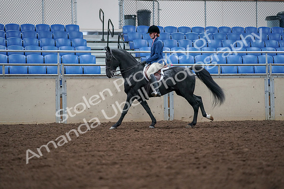 2019 Morgan Horse Show - Aug 30, 2019 - 18455