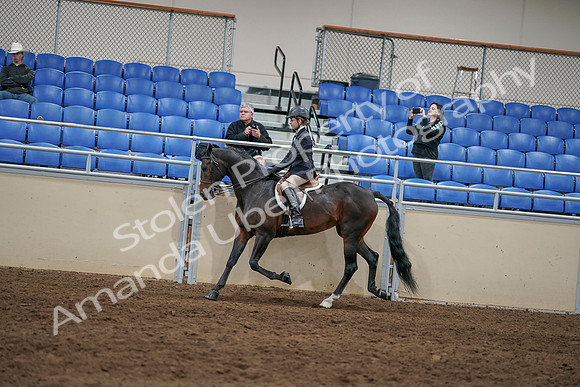 2020 - AB Morgan Horse - Sun, Sept 06 - 07872