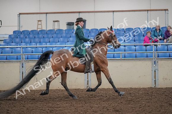 2019 Morgan Horse Show - Aug 30, 2019 - 28265