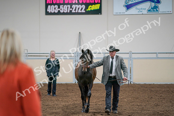 2020 - AB Morgan Horse - Fri, Sept 04 - 08586