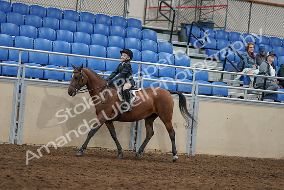 2020 - AB Morgan Horse - Sun, Sept 06 - 07942