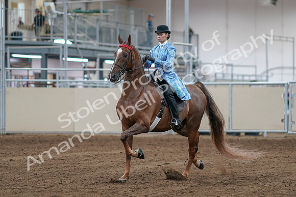 2020 - AB Morgan Horse - Sat, Sept 05 - 06109