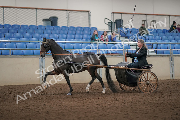 2019 Morgan Horse Show - Aug 31, 2019 - 04387