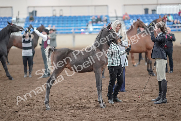 2019 Morgan Horse Show - Aug 31, 2019 - 03691