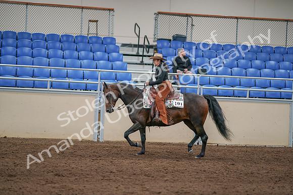 2020 - AB Morgan Horse - Sun, Sept 06 - 01614