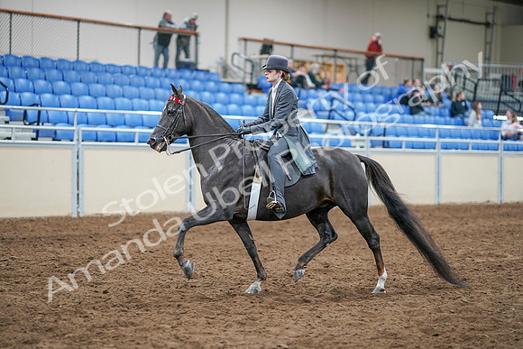 2020 - AB Morgan Horse - Sun, Sept 06 - 08306