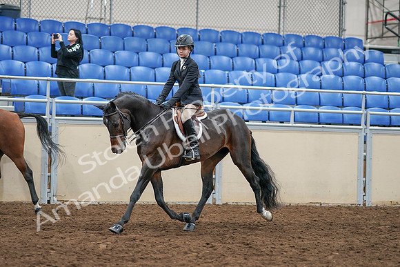 2020 - AB Morgan Horse - Sun, Sept 06 - 07950