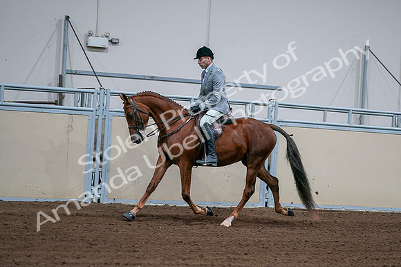 2020 - AB Morgan Horse - Fri, Sept 04 - 01608