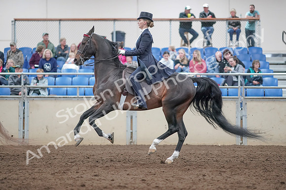 2019 Morgan Horse Show - Aug 31, 2019 - 20588
