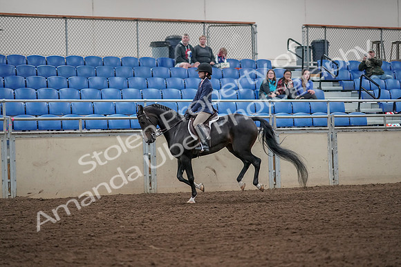 2019 Morgan Horse Show - Aug 31, 2019 - 05078