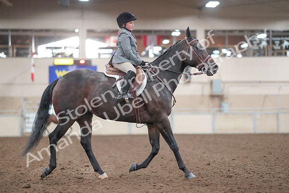 2019 Morgan Horse Show - Aug 31, 2019 - 19650