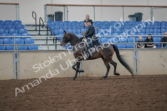 2019 Morgan Horse Show - Aug 30, 2019 - 15379