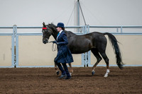 2020 - AB Morgan Horse - Fri, Sept 04 - 00681
