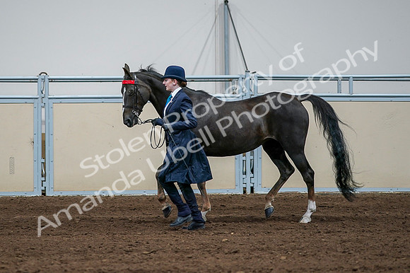 2020 - AB Morgan Horse - Fri, Sept 04 - 00681