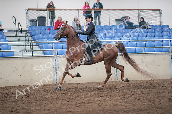 2019 Morgan Horse Show - Aug 31, 2019 - 21979