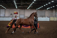 2019 Morgan Horse Show - Aug 31, 2019 - 01033