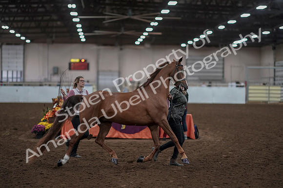 2019 Morgan Horse Show - Aug 31, 2019 - 01033