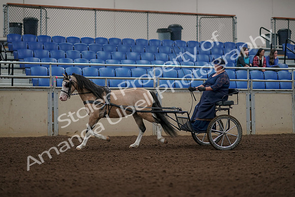 2019 Morgan Horse Show - Aug 31, 2019 - 04338