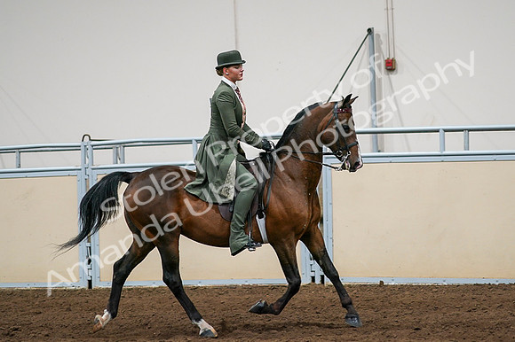 2020 - AB Morgan Horse - Fri, Sept 04 - 03374