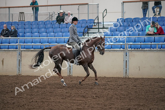 2019 Morgan Horse Show - Aug 31, 2019 - 07496
