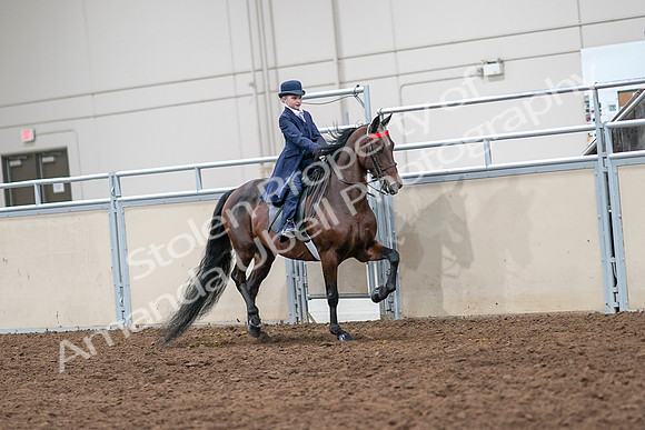 2020 - AB Morgan Horse - Sat, Sept 05 - 04872