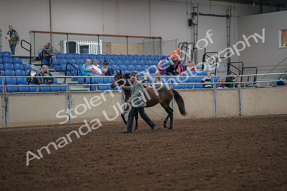 2019 Morgan Horse Show - Aug 30, 2019 - 25673