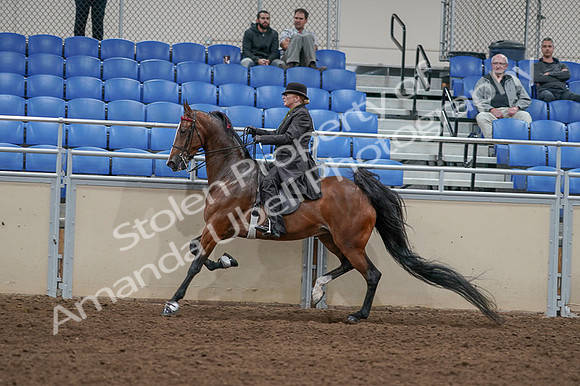 2020 - AB Morgan Horse - Fri, Sept 04 - 09775
