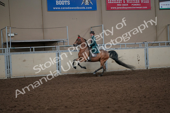 2019 Morgan Horse Show - Aug 30, 2019 - 27999